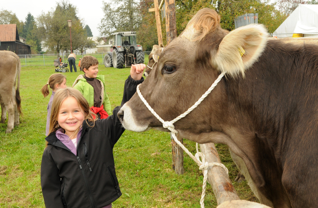 Vieh H__chst 15_10_2010 54_jpg-1287155788