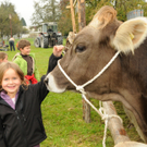 Bezirksviehausstellung am 15. 10. in Höchst