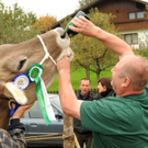 Vieh H__chst 15_10_2010 115.jpg