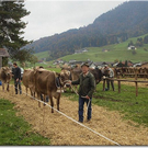 Die Viehausstellung Hittisau in Bildern