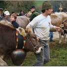 15_10_2010 viehausstellung hittisau37.jpg