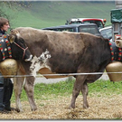 15_10_2010 viehausstellung hittisau54.jpg