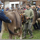 15_10_2010 viehausstellung hittisau59.jpg