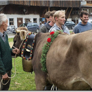 15_10_2010 viehausstellung hittisau63.jpg