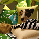 H&M Home: Trend Grün