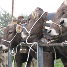 Kuhausstellung und Turner 005.jpg