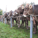 Kuhausstellung und Turner 006.jpg