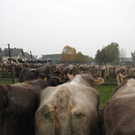 Kuhausstellung und Turner 007.jpg