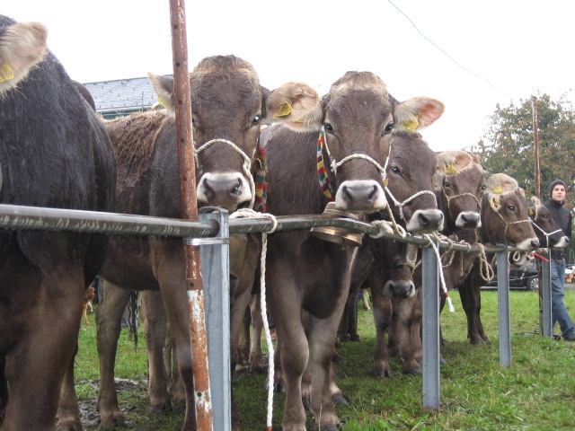 Kuhausstellung und Turner 008.jpg