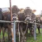 Kuhausstellung und Turner 008.jpg