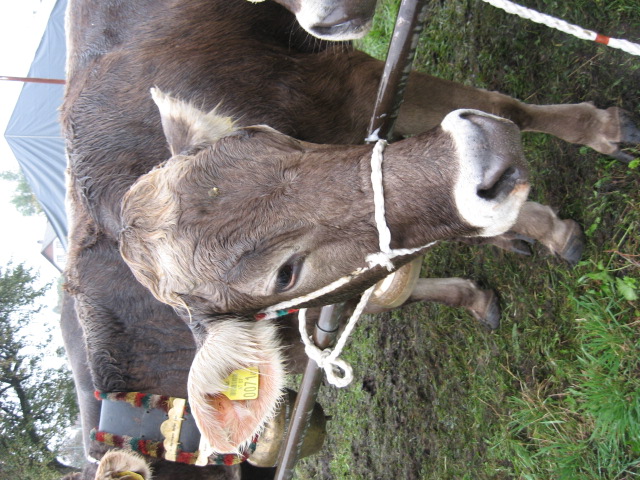 Kuhausstellung und Turner 009.jpg