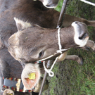 Kuhausstellung und Turner 009.jpg