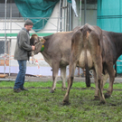 Kuhausstellung und Turner 020.jpg