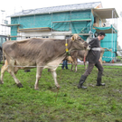 Kuhausstellung und Turner 023.jpg