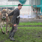 Kuhausstellung und Turner 027.jpg