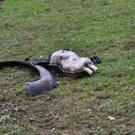 normal_16102010vubischofshofenmbaktivnews_20_3_.jpg