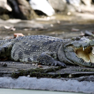 Vom Aussterben bedrohte Krokodile in Kambodscha entdeckt 