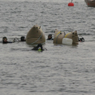 16102010tauchengmaktivnews016.jpg