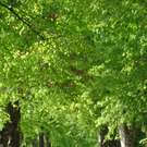 Salzburg_Hellbrunn_Peter Krackowizer.jpg