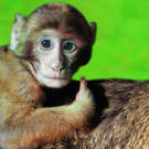 Affe6.jpg