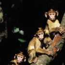 Affe8.jpg