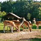 Affe9.JPG