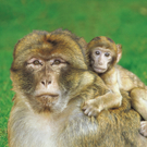 Affe5.jpg