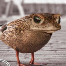 Crazy-Animals _9_.jpg