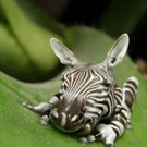 hybrid-animals-hybrid-ani-007.jpg
