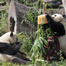Panda Fu Long 