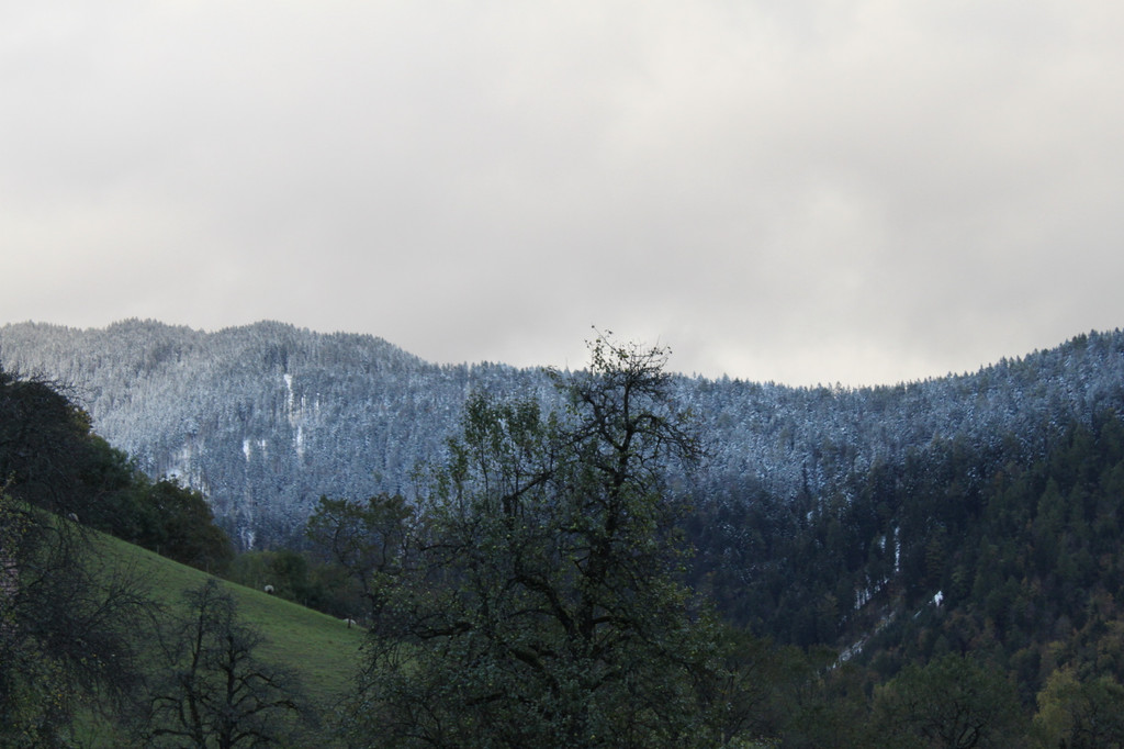 IMG_2728_1.jpg