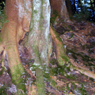 106_7355_jpg-1287821470