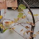 KOE_S__ssmost frisch 11_jpg-1287832965