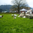 IMGP3802_JPG-1287945923