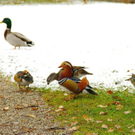Erste Schnee in der Mozartstadt