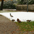 normal_25102010wintereinbruchsbgmwaktivnews_03.jpg