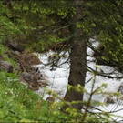 HK_Hirschsee _10_.jpg