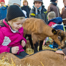 Noriker - und Ziegenausstellung Goßamart in Andelsbuch 2010