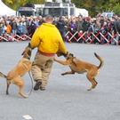 _DSC9661.JPG