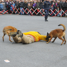 _DSC9664.JPG