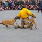 _DSC9675.JPG