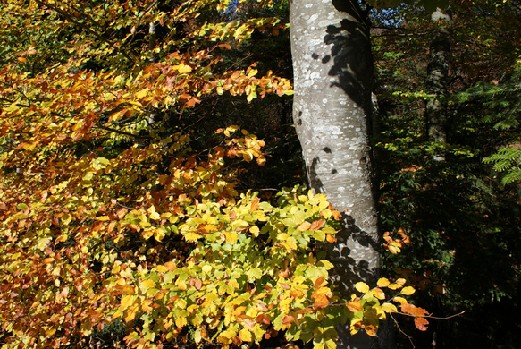 DSC06402.JPG