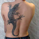 iguana.jpg