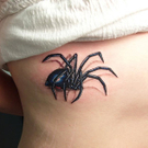 spider.jpg
