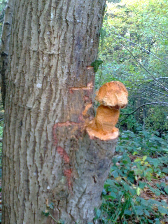 27102010179.jpg