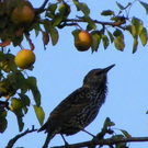 Bild 661_jpg-1288221365