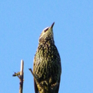 Bild 664_jpg-1288221375