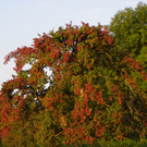 Bild 763_jpg-1288221343