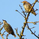 Bild 676_jpg-1288221396