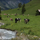 HK_Hirschsee _46_.jpg